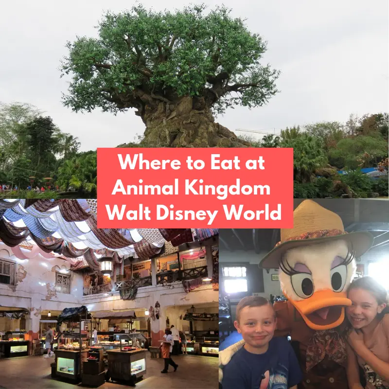 Where to Eat at Animal Kingdom in Disney World - Next Stop WDW